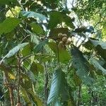 Ficus fulva