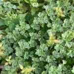 Alchemilla arvensis Leaf