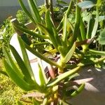 Carpobrotus edulis Folha