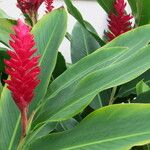 Alpinia purpurata Leaf