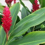 Alpinia purpurata Levél