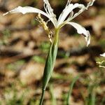 Iris tenuissima Habitat