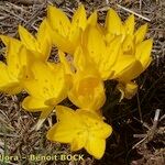 Sternbergia sicula आदत