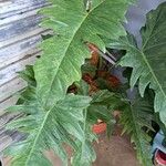 Philodendron bipinnatifidum পাতা