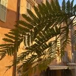 Dicksonia antarctica 葉