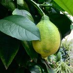 Citrus limon फल