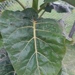 Solanum betaceum Leaf