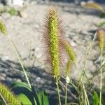 Setaria italica花