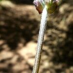 Lavandula pedunculata Casca