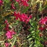 Nerium oleander Квітка
