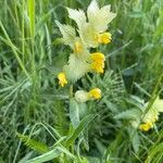 Rhinanthus major Flower