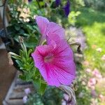 Petunia x atkinsiana Flors