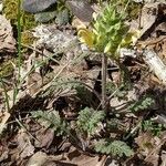 Pedicularis canadensis Yaprak