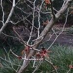 Hamamelis × intermedia Çiçek