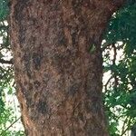 Boscia albitrunca Kabuk