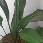 Aspidistra elatior ഇല