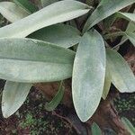 Epidendrum ciliare Leaf