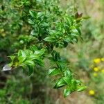 Rhaphithamnus spinosus Hoja