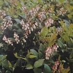 Gaultheria shallon 整株植物