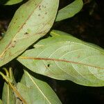 Ocotea floribunda List