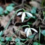 Galanthus nivalisBlomst