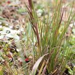 Ptilagrostis yadongensis Habit