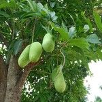 Mangifera indica Fruit