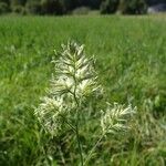 Dactylis glomerata ഫലം