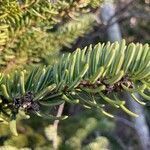 Abies cephalonica Levél