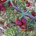 Juniperus oxycedrus Плод