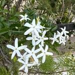 Jasminum azoricum Flor