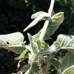 Salvia pomifera Blad