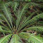 Blechnum gibbum Habit