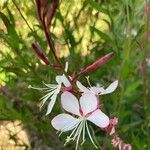 Oenothera gauraFlors