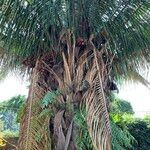 Attalea brasiliensis Hábito