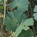 Geranium argenteum Blad