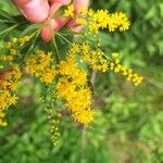 Solidago giganteaFlor