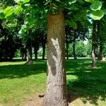 Tilia americana Bark