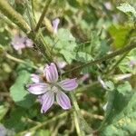 Malva multiflora Flor