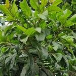 Terminalia amazonia Hoja