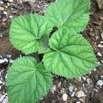 Salvia glutinosa Blatt