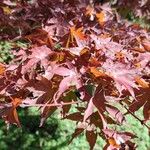 Acer palmatumBlad