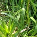 Eryngium yuccifolium Blatt