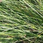 Carex pallescens Folha