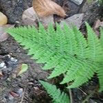 Macrothelypteris torresiana Leaf