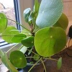 Pilea peperomioides Lehti