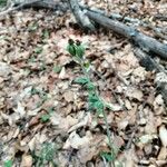 Epipactis microphylla Flor