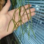 Rhipsalis baccifera Лист