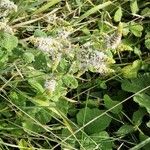 Mentha suaveolens Fleur