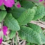 Primula vialii Blad